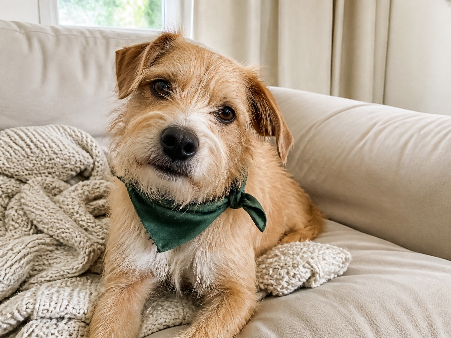 A scruffy caramel-and-white terrier mix wearing a forest-green bandana on a cream sofa